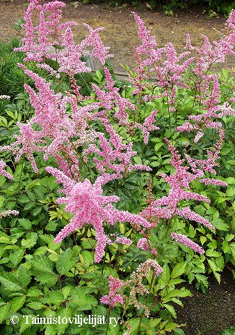 Astilbe Arendsii-Ryhm 'Cattleya'